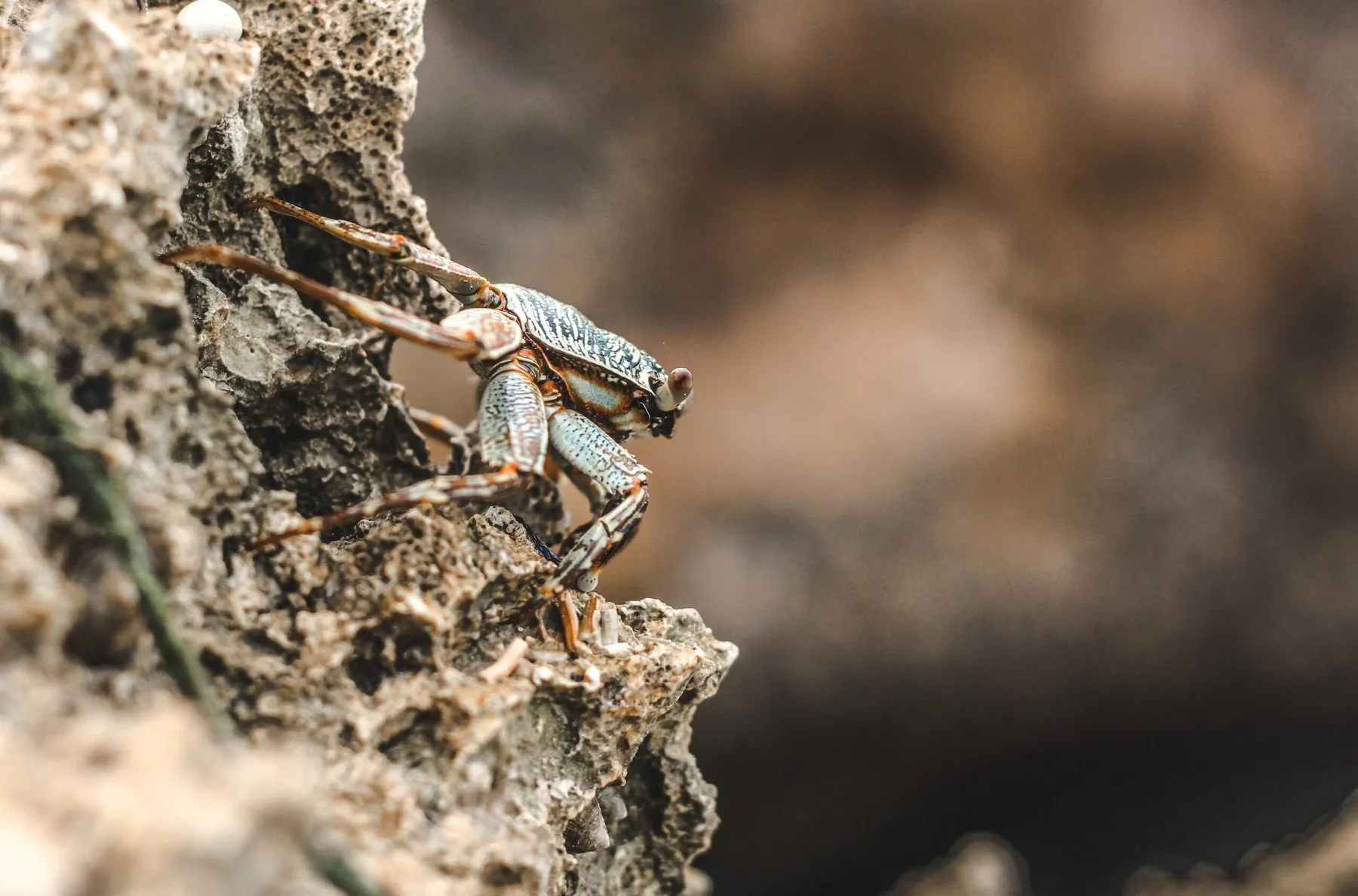 Kleine Krabbe auf rauem Felsen am Meer