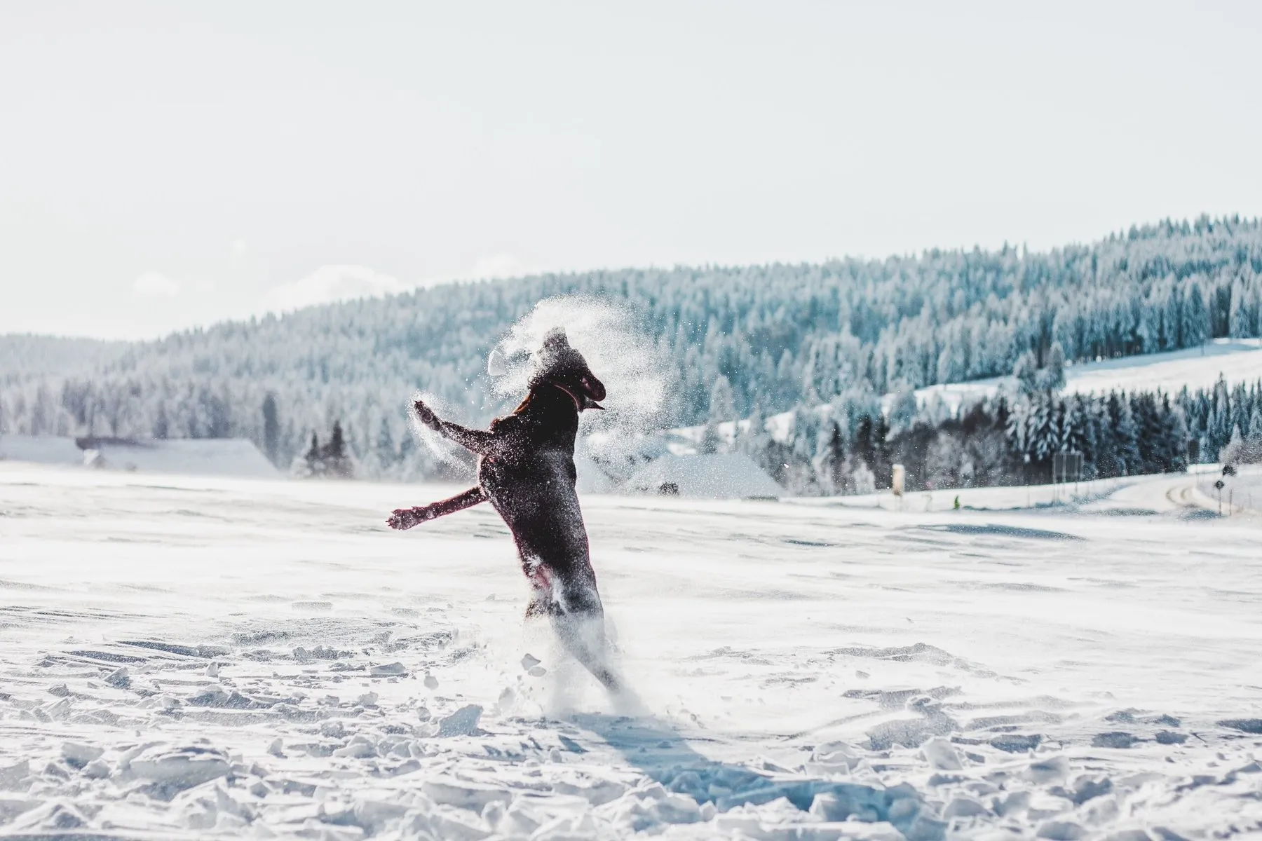 Hund springt durch Pulverschnee vor verschneitem Winterwald